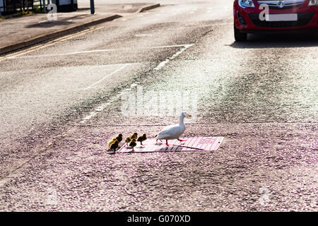 Droitwich, Worcester. England, Mutter duck Küken auf der viel befahrenen Straße während der Boat Festival als Schiffe für den Fall ankommen Stockfoto