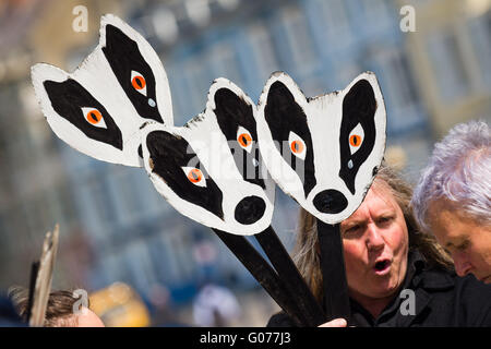 Aberystwyth Wales UK, Samstag, 30. April 2016 Menschen an der Promenade in Aberystwyth handgemachte Dachs Gesichtsmasken protestieren gegen die geplante Keulung der Tiere als Teil der Anstrengungen zur Beseitigung der bovine Tuberkulose (TB) in Rinderherden in Wales hält photo Credit: Keith Morris / Alamy Live News Stockfoto