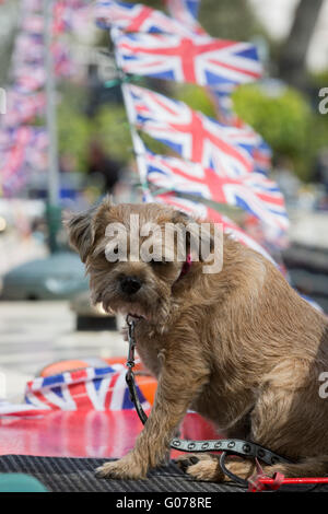 London, Großbritannien. 30. April 2016. Hund auf einem geschmückten Narrowboat mit Bunting und Fahnen auf der canalway Kavalkade Festival 2016 in Little Venice, Paddington. Die jährliche Veranstaltung läuft über das Feiertagswochenende im Mai. Credit: lebendige Bilder/alamy leben Nachrichten Stockfoto