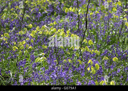 Alten Simm Wäldchen in der Nähe von Effingham in Surrey Hills, England, Großbritannien. 30. April 2016. Das helle Grün der neue Buche lässt mit Glockenblumen in Surrey Hills in der Nähe von Effingham. Die traditionelle englische Glockenblumen bedecken eine Fläche von etwa 1 Quadratkilometer in alten Wäldern bekannt als alte Simm Wäldchen. Bildnachweis: Julia Gavin UK/Alamy Live-Nachrichten Stockfoto