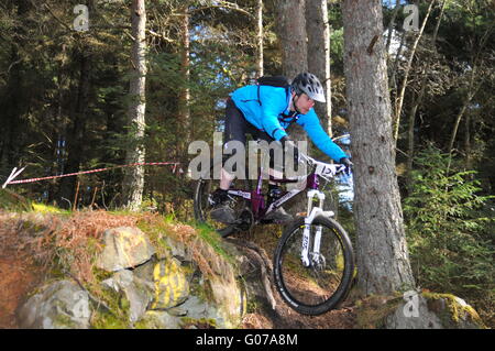 Mountain Bike Teilnehmer bei Dunkeld Enduro Mountain Bike Event, Dunkeld 2016 Stockfoto