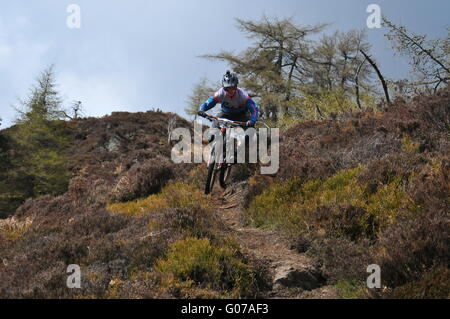 Mountain Bike Teilnehmer bei Dunkeld Enduro Mountain Bike Event, Dunkeld 2016 Stockfoto