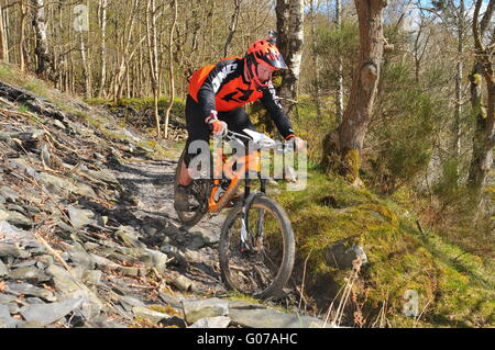 Mountain Bike Teilnehmer bei Dunkeld Enduro Mountain Bike Event, Dunkeld 2016 Stockfoto