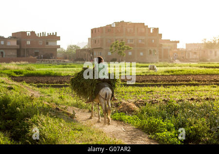 Warraq Insel, Gizeh, Ägypten. 30. April 2016. Junge, Reiten auf einem Esel auf seinem Weg zurück in seine Heimat nach dem Ende des Tages und der Arbeit auf dem Gebiet der Insel Warraq Ägypten © Fayed El-Geziry/ZUMA Draht/Alamy Live News Stockfoto