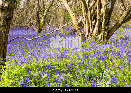 Greatpark Wood in der Nähe von Farley, Surrey, 30. April 2016. Duftende Glockenblumen bilden einen Teppich von hübschen Blumen im Wald auf dem Lande in Surrey. Bildnachweis: Imageplotter und Sport/Alamy Live Nachrichten Stockfoto