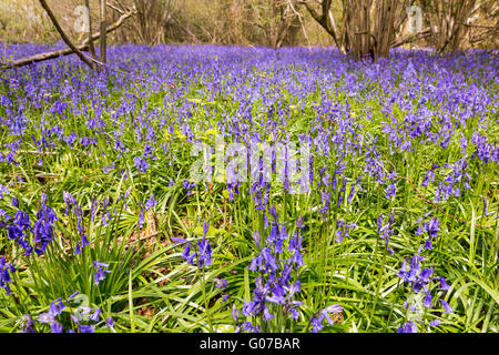 Greatpark Wood in der Nähe von Farley, Surrey, 30. April 2016. Duftende Glockenblumen bilden einen Teppich von hübschen Blumen im Wald auf dem Lande in Surrey. Bildnachweis: Imageplotter und Sport/Alamy Live Nachrichten Stockfoto