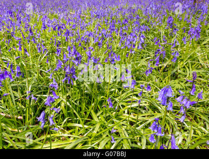 Greatpark Wood in der Nähe von Farley, Surrey, 30. April 2016. Duftende Glockenblumen bilden einen Teppich von hübschen Blumen im Wald auf dem Lande in Surrey. Bildnachweis: Imageplotter und Sport/Alamy Live Nachrichten Stockfoto