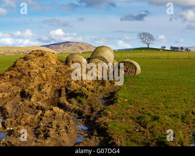Heuballen auf einem Bauernhof im Lake District Cumbria England UK mit ein einsamer Baum auf einem Hügel in der Ferne Stockfoto