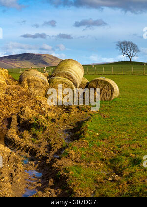 Heuballen auf einem Bauernhof im Lake District Cumbria England UK mit ein einsamer Baum auf einem Hügel in der Ferne Stockfoto
