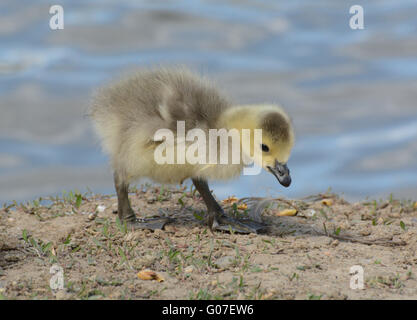 Kanada-Gans Gosling zu Fuß am Rand der Seeufer Stockfoto