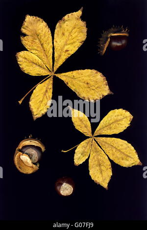 Blätter und Kastanien auf schwarzem Hintergrund isoliert Stockfoto