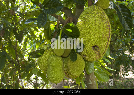 Jackfrüchte OnJack-Frucht, Baum, (Artocarpus, heterophyl Stockfoto