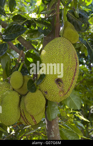 Jackfrüchte OnJack-Frucht, Baum, (Artocarpus, heterophyl Stockfoto