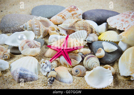 Die exotische Muschel. Schätze aus dem Meer. Stockfoto