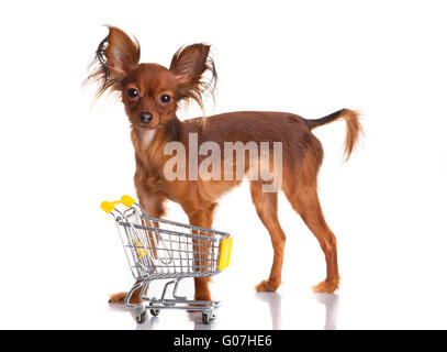 Lustige kleine Hund. Russkiy Toy Terrier auf einem weißen b Stockfoto