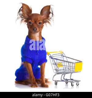 Toy Terrier mit Warenkorb isoliert auf weiss. Stockfoto