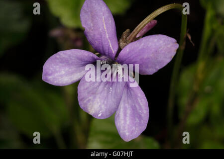 Wilde violette Blume. Viola odorata Stockfoto