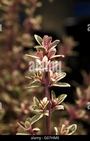 Der Thymian Anneke' schließen. Thymus valgaris. Thymus × praecox Stockfoto