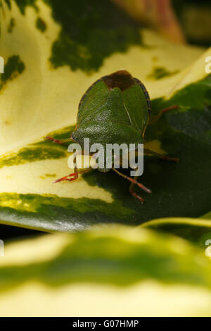 Gemeinsamen grünen Shieldbug auf bunten Efeu. Palomena Prasina gemeinsamen grünen Shieldbug. Familie: Pentatomidae Stockfoto