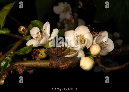 Chaenomeles Speciosa 'Nivalis'. Blühende Quitte, Frühjahr blühen. Weiße Blüten. Stockfoto