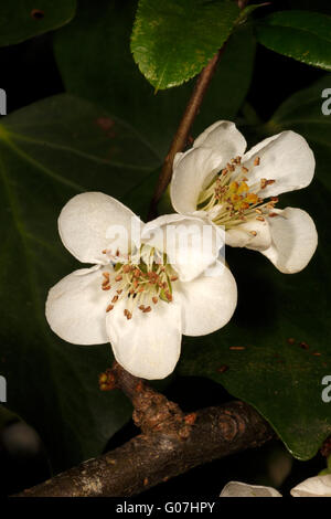 Chaenomeles Speciosa 'Nivalis'. Blühende Quitte, Frühjahr blühen. Weiße Blüten. Stockfoto