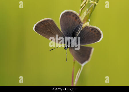 Silber besetzte blau (Schmetterling) Stockfoto