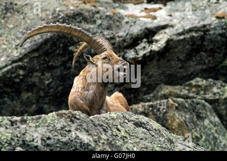 Alpensteinbock (Capra Ibex) zeigt die Flehmen Antwort in Berg Felswand in den Alpen Stockfoto