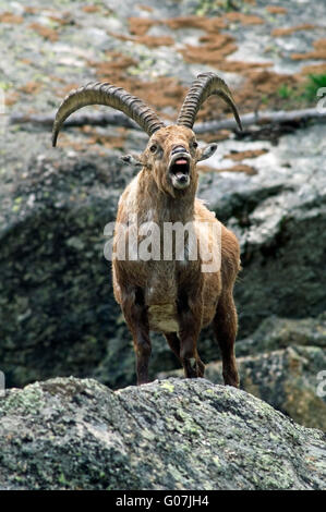 Alpensteinbock (Capra Ibex) Aufruf in Berg Felswand in den Alpen Stockfoto