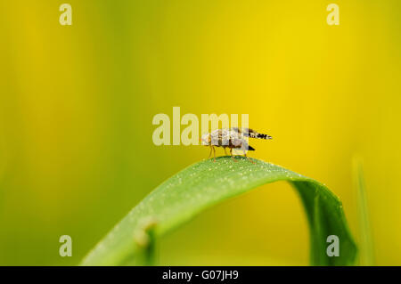 Fruchtfliege Stockfoto