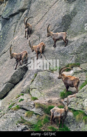 Herde der männlichen Alpine Steinböcke (Capra Ibex) durchqueren Berg Felswand in den Alpen im Frühjahr Stockfoto