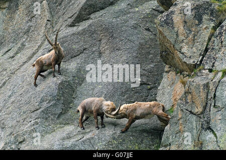 Zwei männliche Steinböcke (Capra Ibex) Bekämpfung von widerstreitenden Hörner in Berg Felswand in den Alpen im Frühjahr Stockfoto