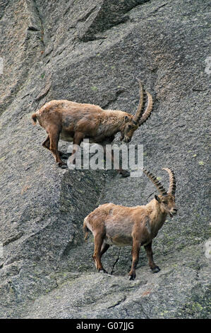 Zwei männliche Alpine Steinböcke (Capra Ibex) durchqueren Berg Felswand in den Alpen im Frühjahr Stockfoto