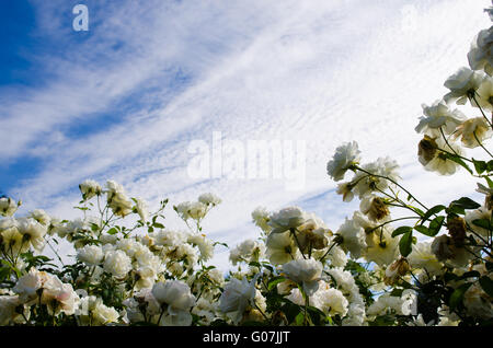 Rosen und blauer Himmel Stockfoto