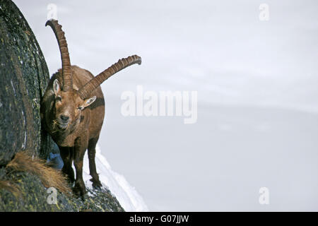 Männlichen Steinböcke (Capra Ibex) mit großen Hörnern Essen Rasen auf schmalen Felsvorsprung in steilen Berghang im Schnee im winter Stockfoto