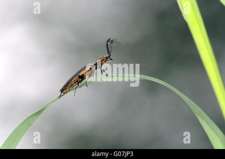 Moschus-Käfer Stockfoto