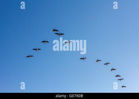 Brants Bildung auf einem kristallklaren blauen Himmel fliegen Stockfoto