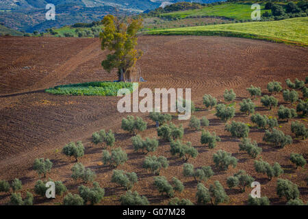 in der Nähe von Villanueva de San Juan, Provinz Sevilla, Andalusien, Südspanien.  Landwirtschaft.  Olivenhaine. Stockfoto