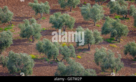 in der Nähe von Villanueva de San Juan, Provinz Sevilla, Andalusien, Südspanien.  Landwirtschaft.  Olivenhaine. Stockfoto