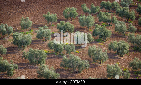 in der Nähe von Villanueva de San Juan, Provinz Sevilla, Andalusien, Südspanien.  Landwirtschaft.  Olivenhaine. Stockfoto