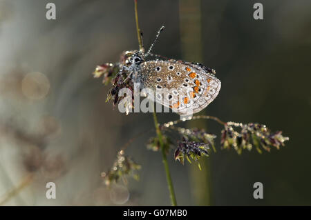 braune Argus mit Tautropfen Stockfoto