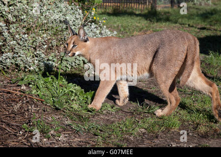 Karakal, afrikanische Lynx, Südafrika Stockfoto