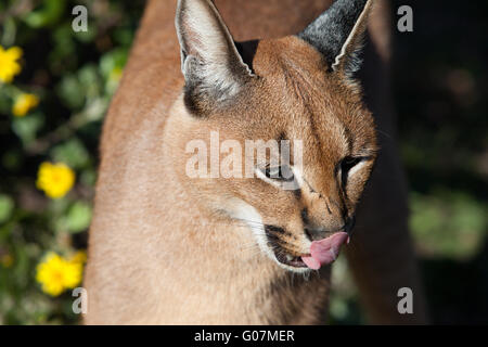 Karakal, afrikanische Lynx, Südafrika Stockfoto