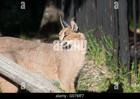 Karakal, afrikanische Lynx, Südafrika Stockfoto