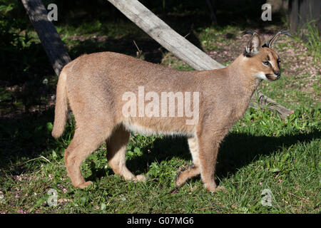 Karakal, afrikanische Lynx, Südafrika Stockfoto