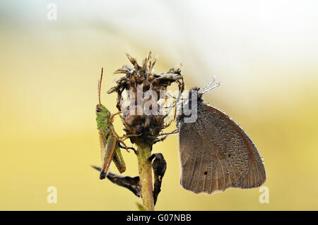 Wiese braun Stockfoto