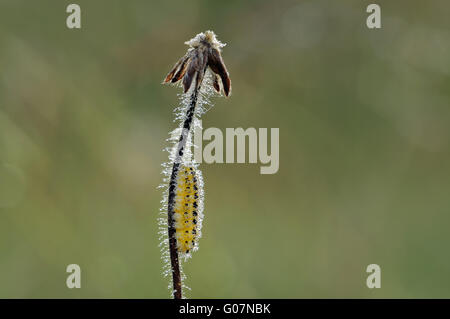 sechs-Spot Burnet Raupe Stockfoto