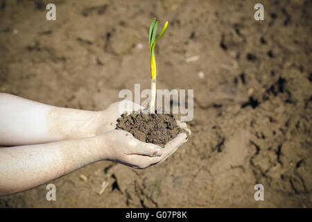 Hände mit einer Pflanze auf Gepflügtes Land Hintergrund Stockfoto