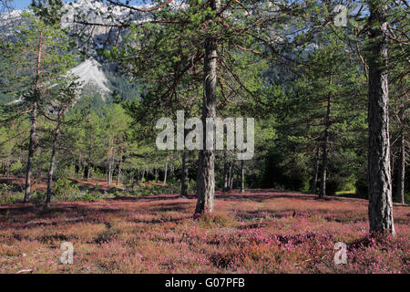 ERICO-Pinion mit blühenden Erica Carnea, Tyrol Stockfoto