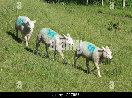 Drei Schafe laufen bergab Stockfoto