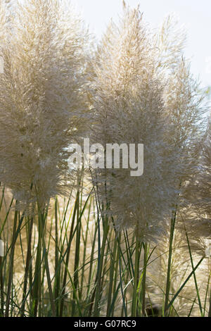 Pampasgras Cortaderia Selloana, stammt aus Südamerika, wächst in Gloucestershire, England.